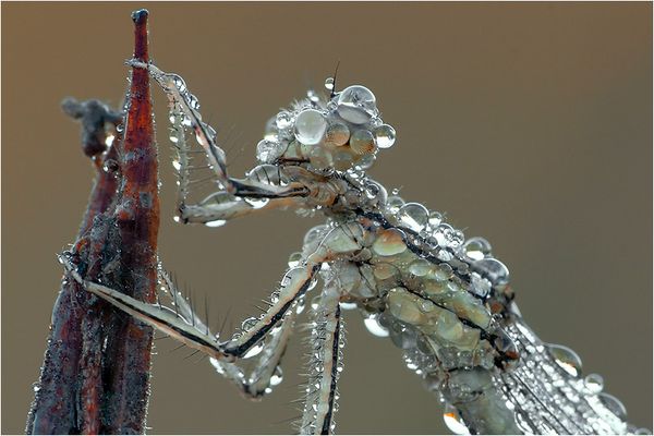 "Herbst-Gedächtnis-Serie" - 2