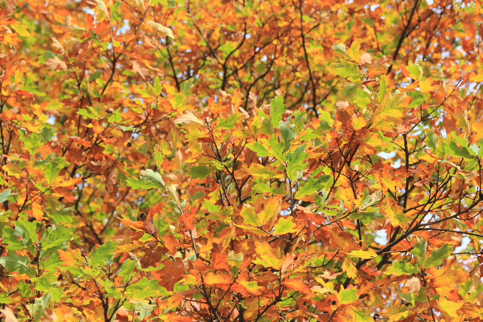 Herbst-gefärbt