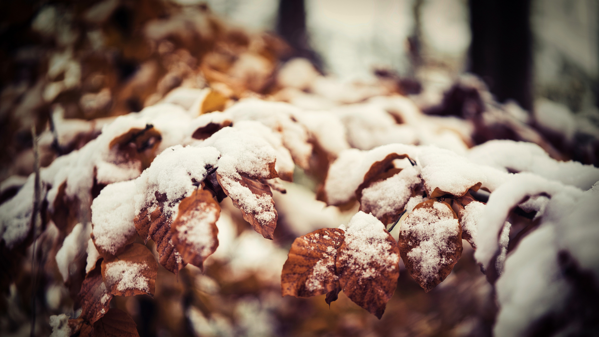 Herbst gegen Winter