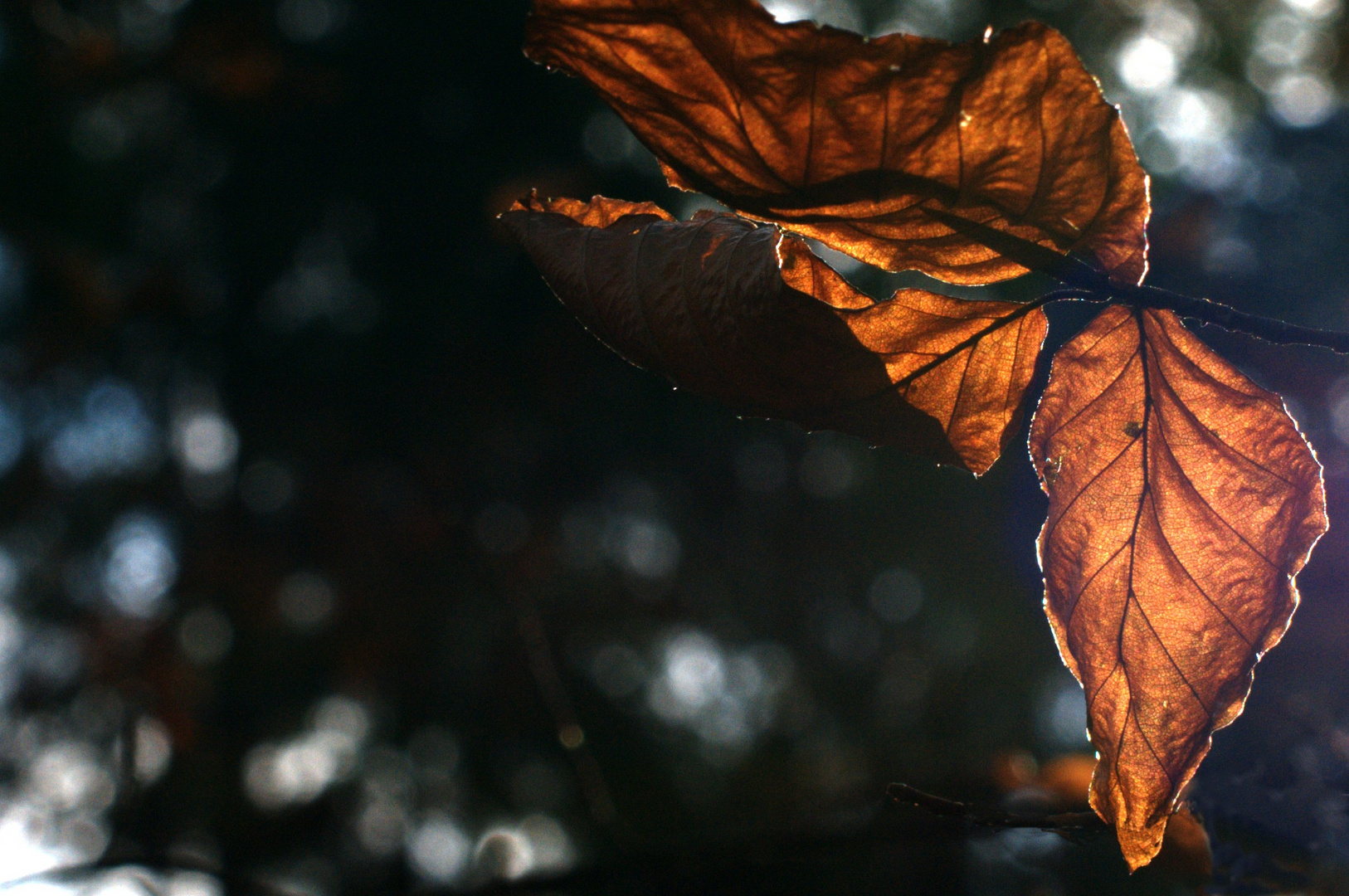 Herbst- Gegenlicht