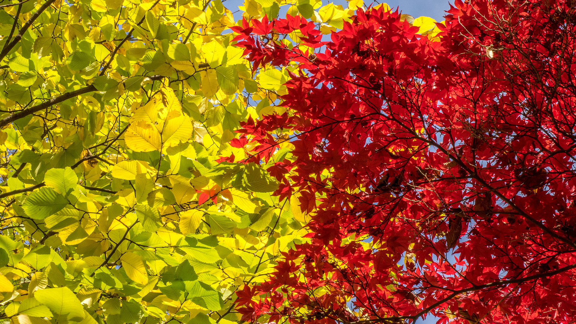 Herbst - Gelb und Rot