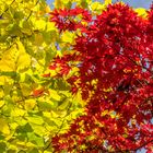 Herbst - Gelb und Rot