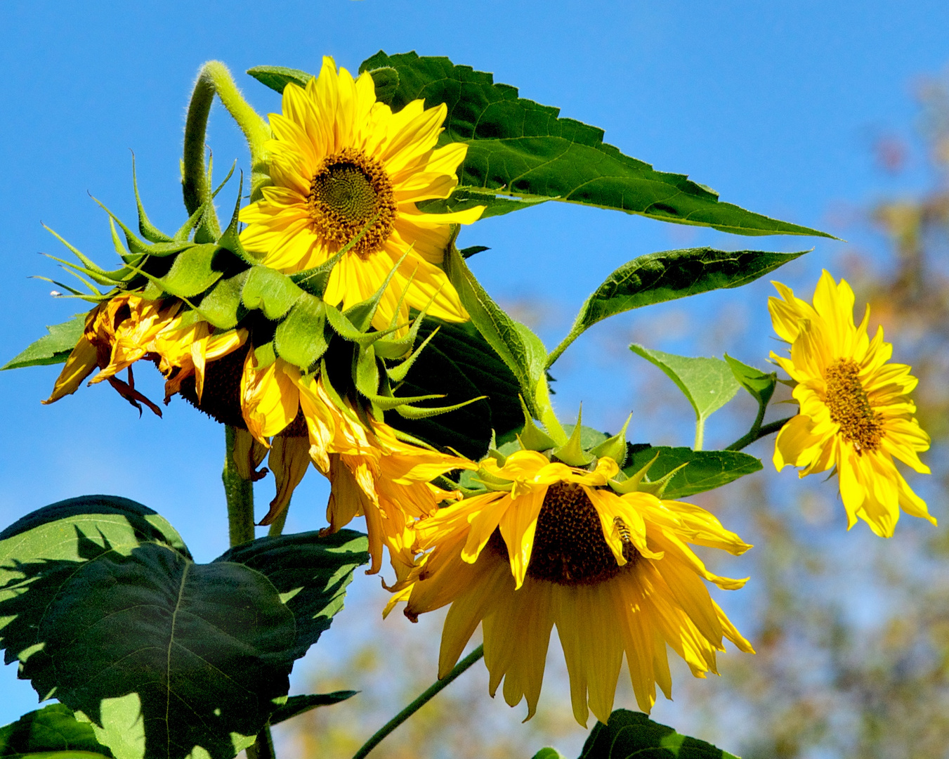 Herbst - gelbgrün vor himmelblau