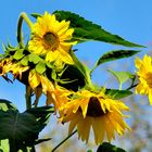 Herbst - gelbgrün vor himmelblau