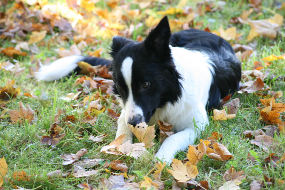 Herbst geruch