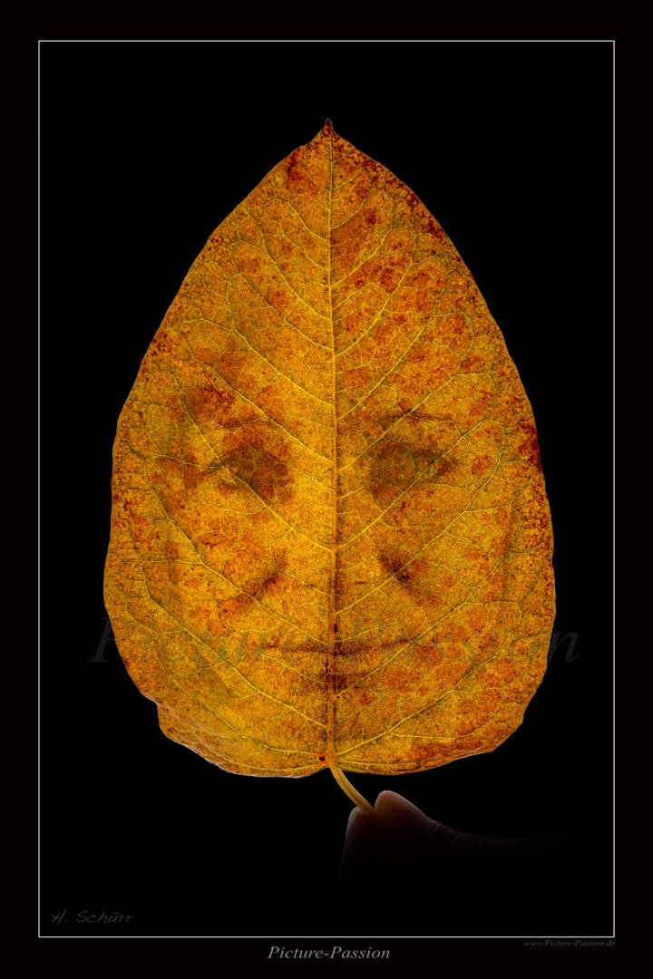 Herbst Gesicht