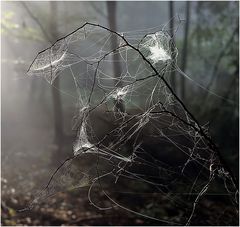 Herbst-Gespenster - Gespinste vom Feinspinner