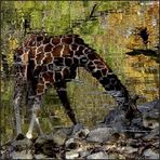 Herbst-Giraffe