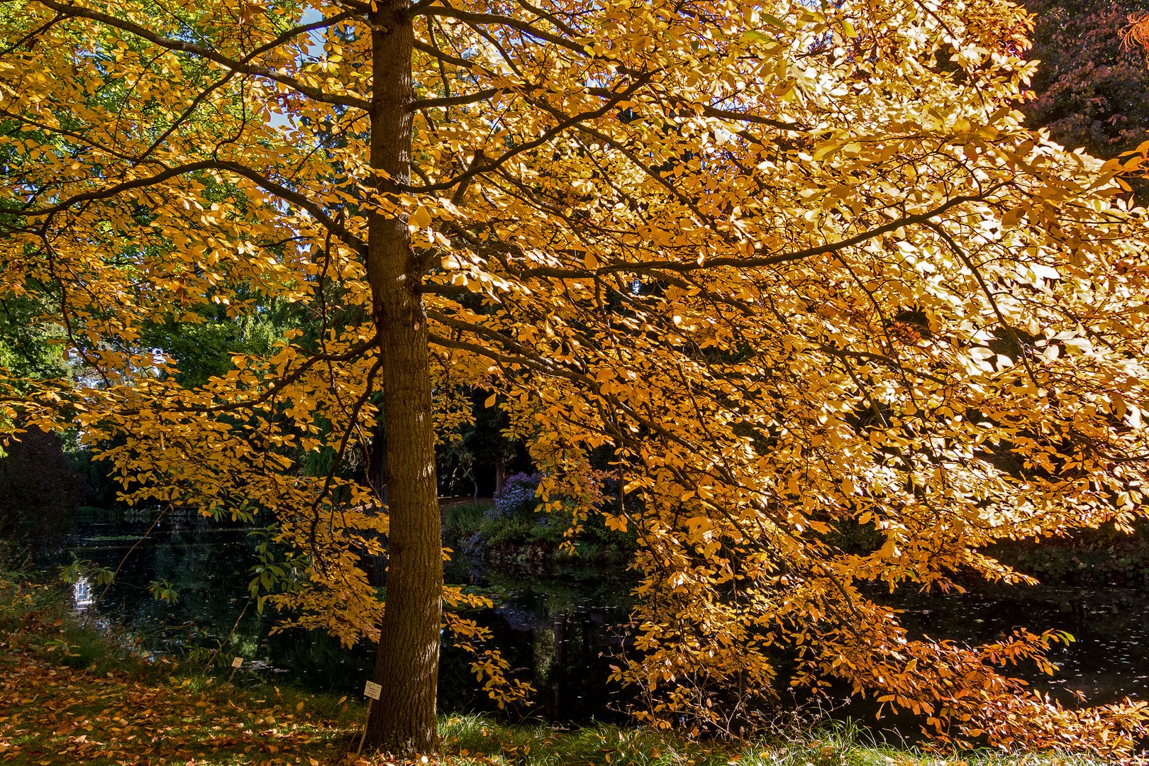 Herbst-Glühen