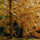 Herbst-Glühen