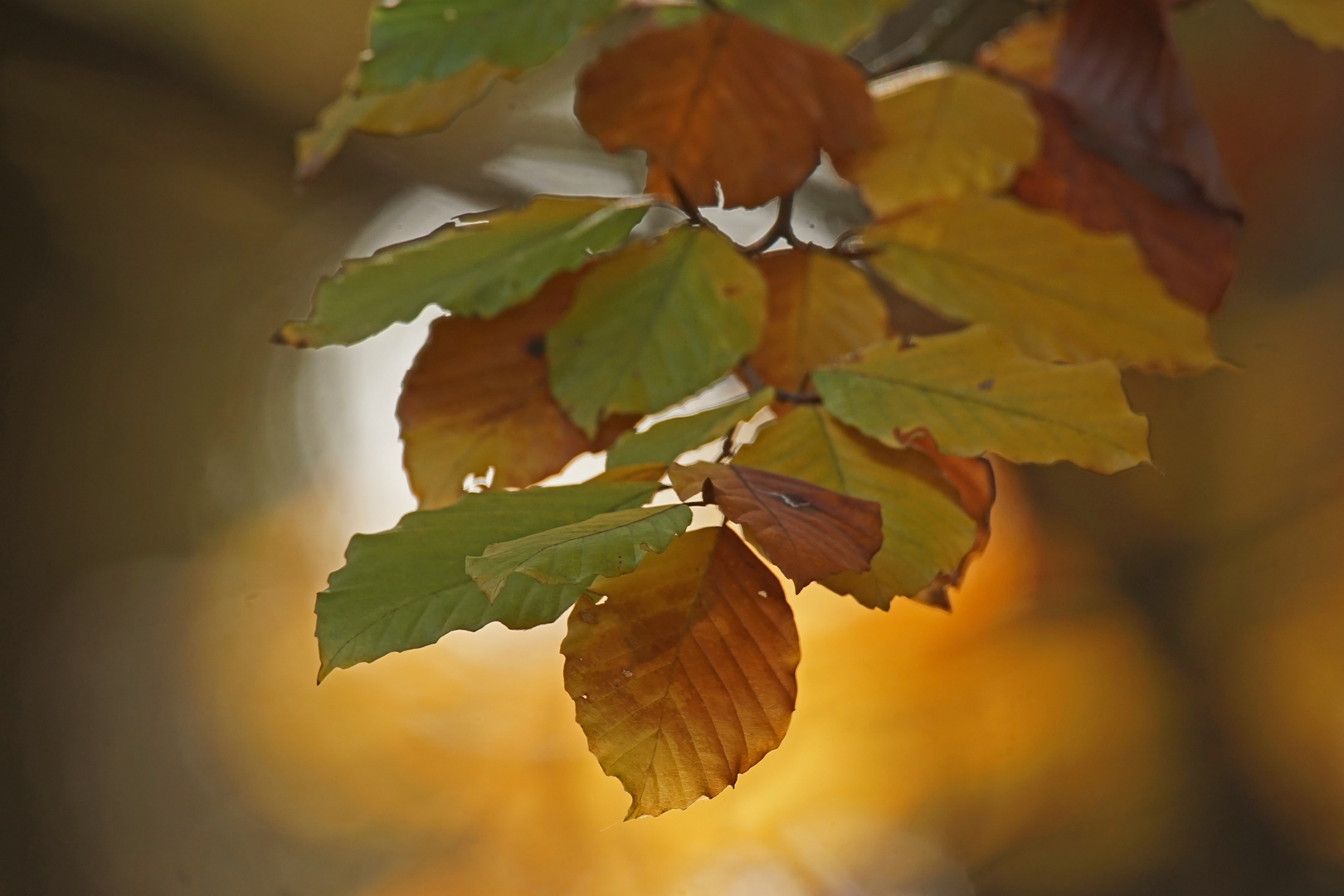 Herbst - Gold