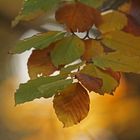 Herbst - Gold