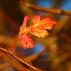 Herbst-Gold