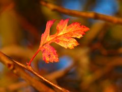 Herbst-Gold