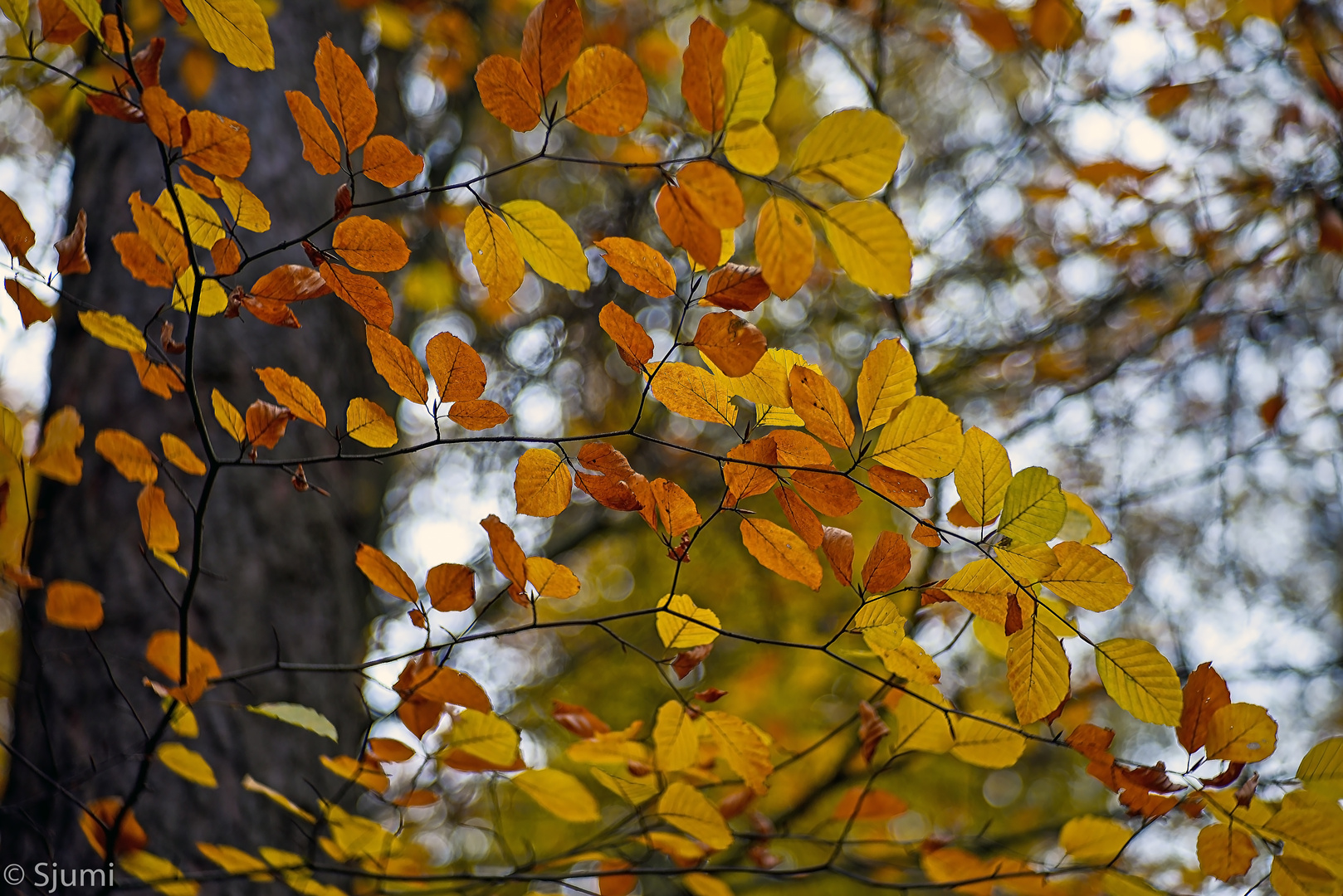 Herbst Gold