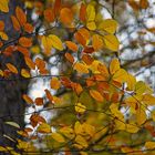 Herbst Gold