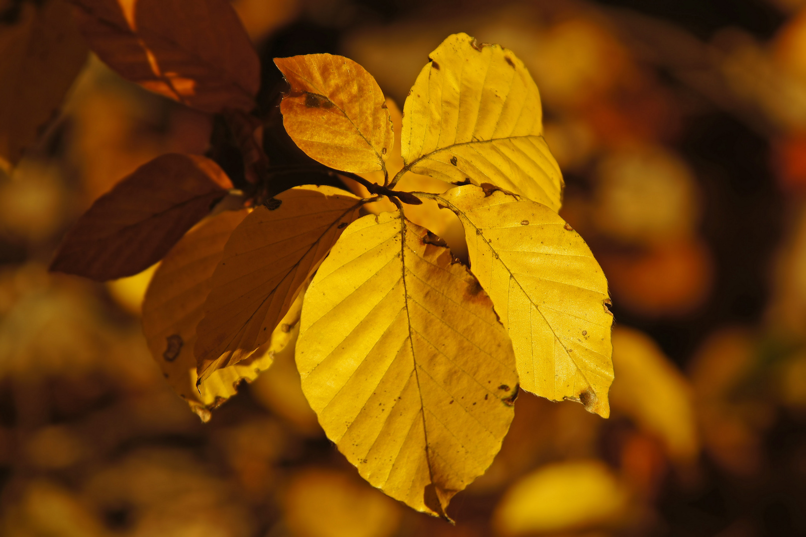 Herbst-Gold