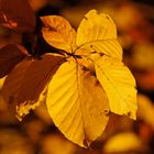 Herbst-Gold