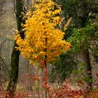 "Herbst-Gold" ...