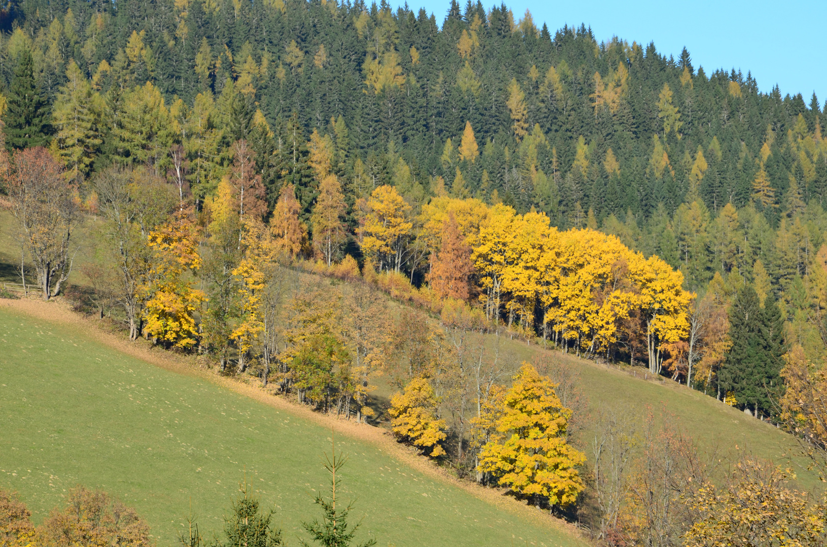 Herbst Gold!