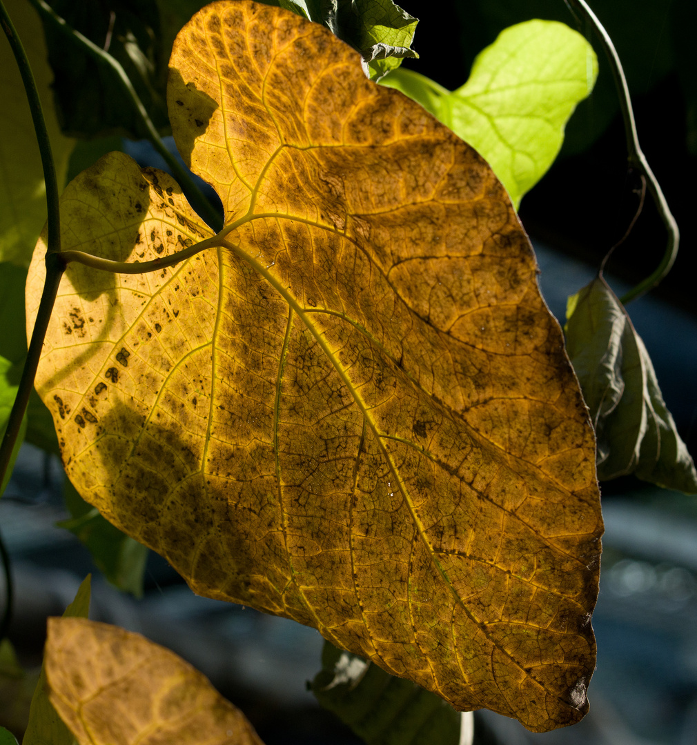 Herbst-Gold