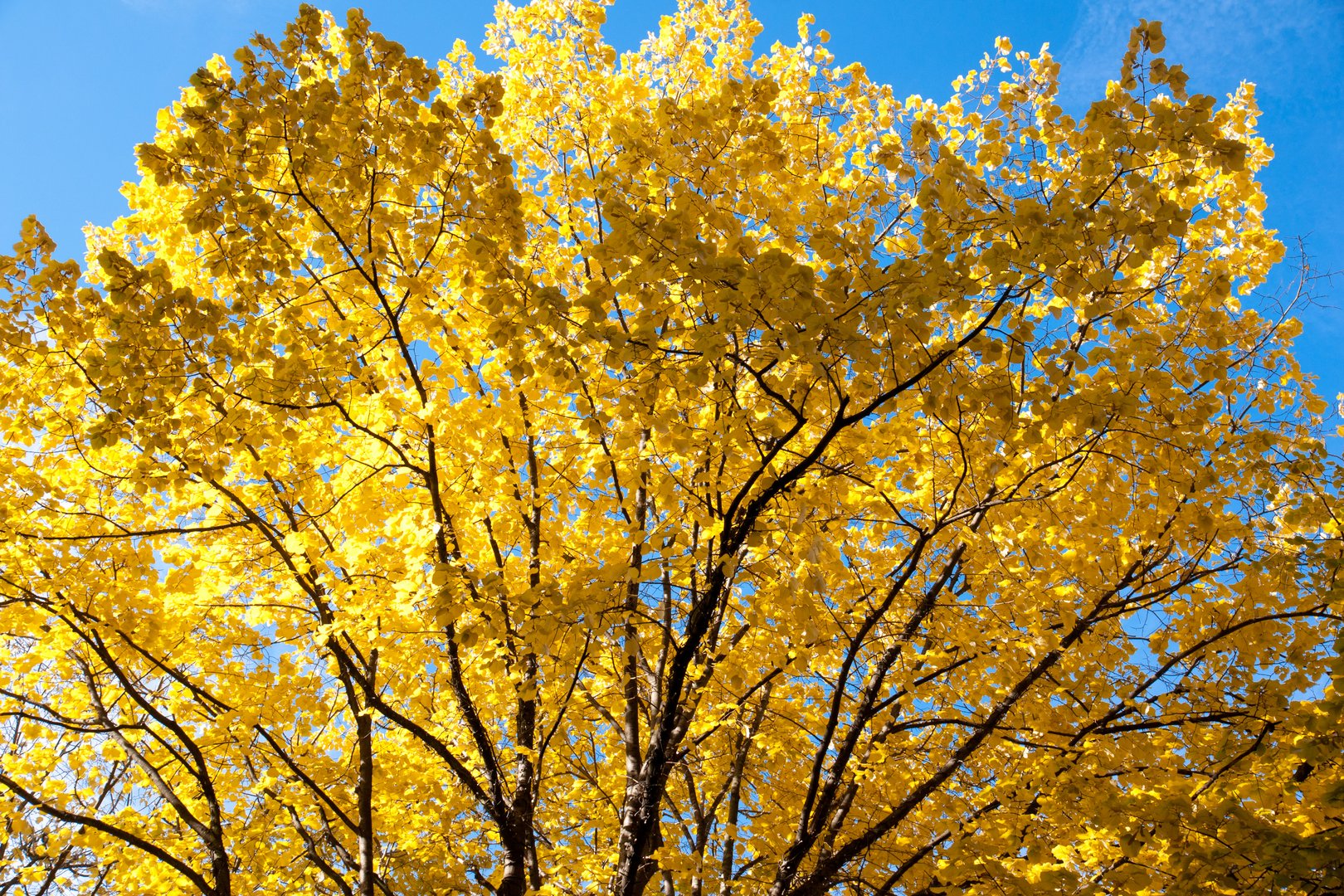 Herbst-Gold in den Bäumen