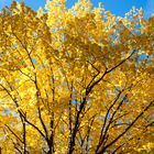 Herbst-Gold in den Bäumen