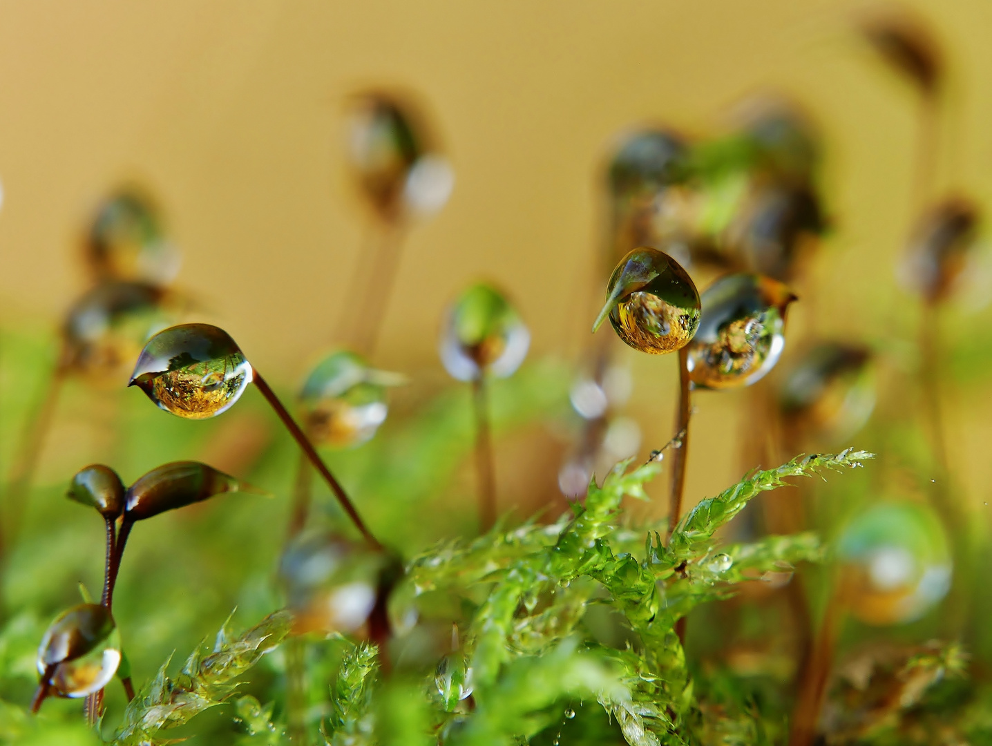 Herbst-Gold-Nuggets