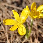 Herbst-Goldbecher