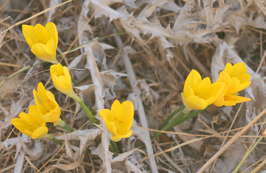 Herbst-Goldbecher auf Kos