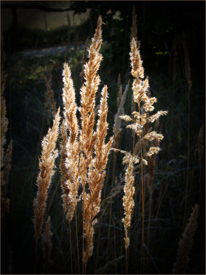 Herbst-Gräser im Gegenlicht......