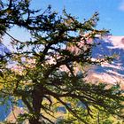 Herbst Großglockner