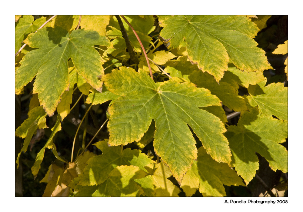 Herbst-GRÜNGELB