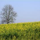 Herbst grüßt Frühling