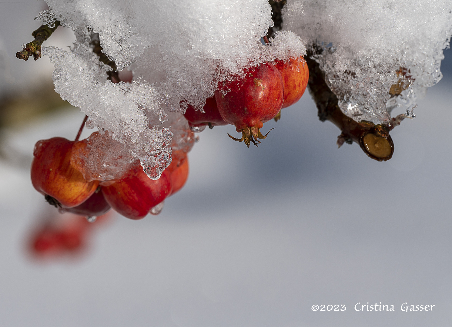 Herbst-Gruß im Winter