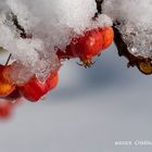 Herbst-Gruß im Winter