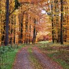 Herbst-Harz-Wald