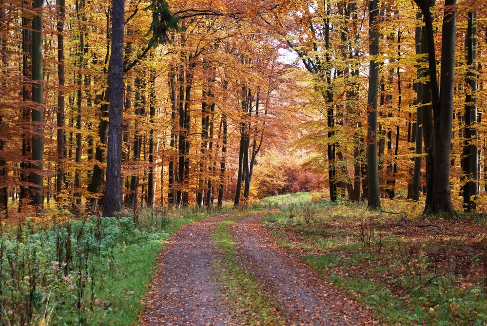 Herbst-Harz-Wald