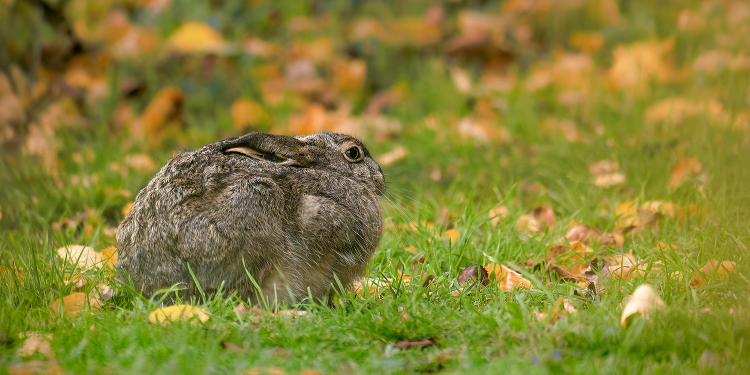 "Herbst-Hase"