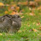 "Herbst-Hase"