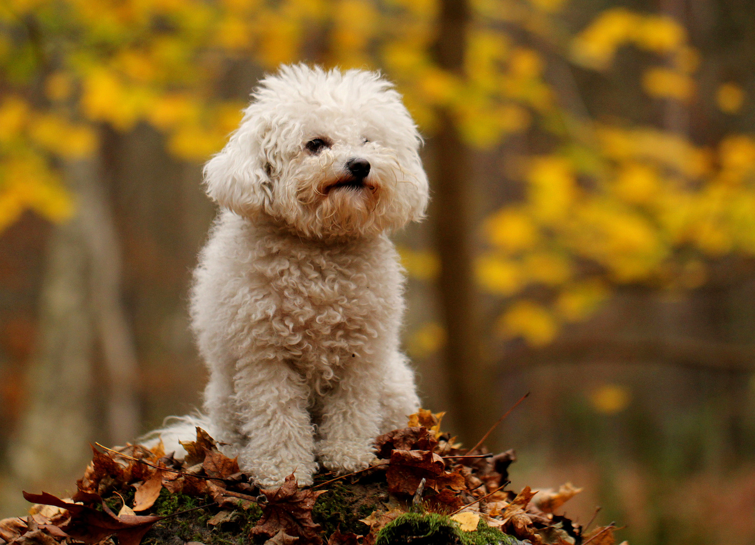 Herbst-Haylee