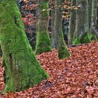 Herbst HDR