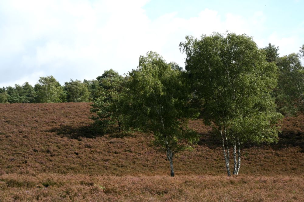 Herbst Heide