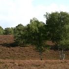 Herbst Heide