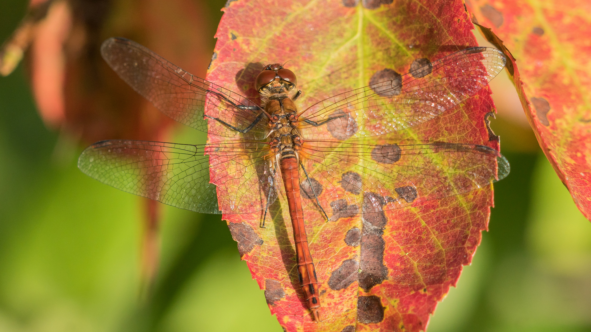 Herbst- Heidelibelle