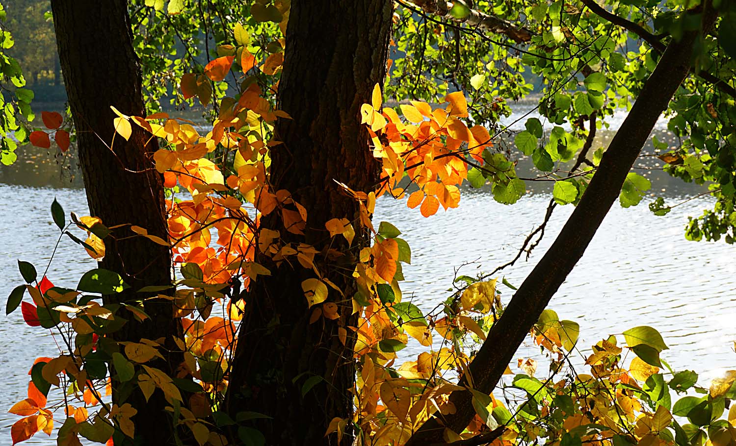 Herbst Herbst Herbst - wunderschöner Herbst!