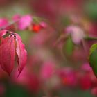 Herbst  Herbstlaub Herbstfarben