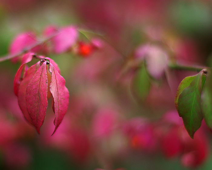 Herbst  Herbstlaub Herbstfarben