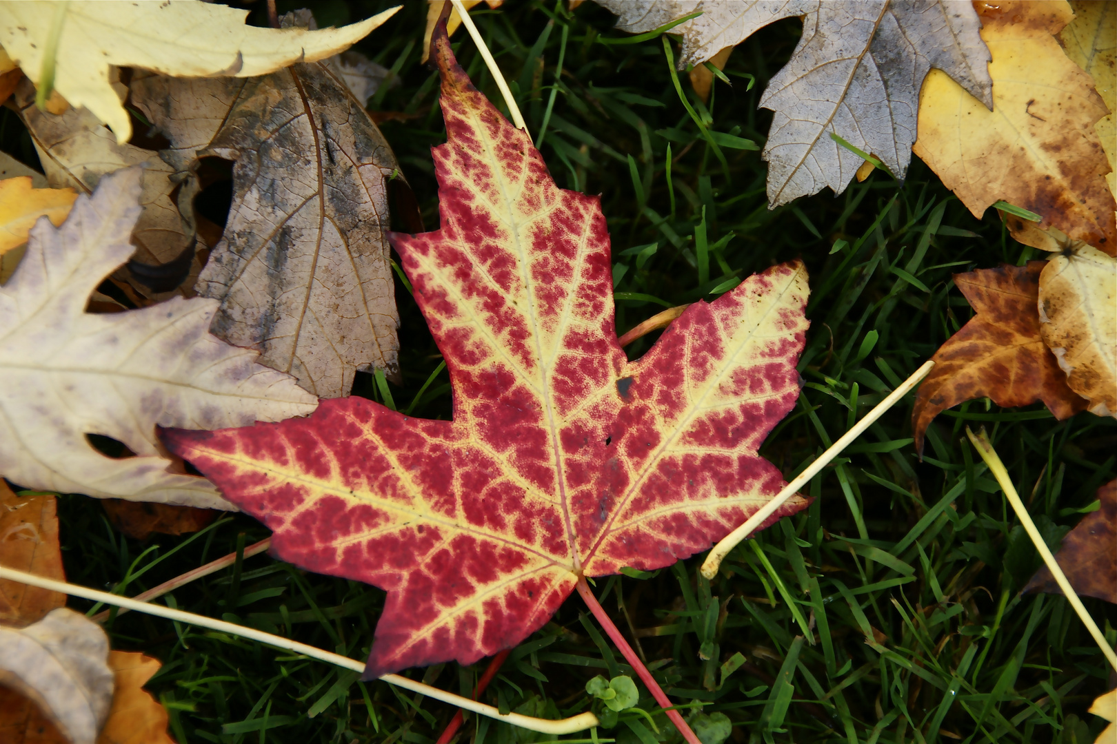 HERBST - herbstliche Schönheit