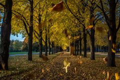 Herbst - Herrenhäuser Allee/Hannover